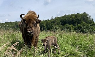 Einstein heißt das Bullen-Kalb von Wisent-Mama Eila. Auf den Namen tauften ihn am Geburtstag die Warburger Landfrauen bei ihrem Ausflug. - Jan Preller Einstein heißt das Bullen-Kalb von Wisent-Mama Eila. Auf den Namen tauften ihn am Geburtstag die Warburger Landfrauen bei ihrem Ausflug. - Jan Preller