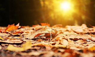 Herbstlaub sieht zwar schön aus, muss aber trotzdem entfernt werden. Auch in Paderborn. - Symbolfoto Pixabay Herbstlaub sieht zwar schön aus, muss aber trotzdem entfernt werden. Auch in Paderborn. - Symbolfoto Pixabay