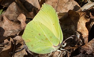 Einige Schmetterlingsarten, wie der Zitronenfalter, halten Winterschlaf. Sollten sie aber zu früh erwachen, drohen sie zu verhungern. - Patrick Pleul Einige Schmetterlingsarten, wie der Zitronenfalter, halten Winterschlaf. Sollten sie aber zu früh erwachen, drohen sie zu verhungern. - Patrick Pleul