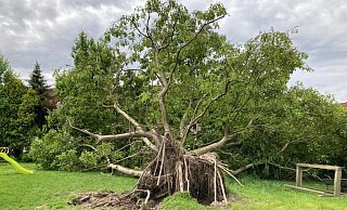 50 Jahre Baumleben, zerstört in zwei Minuten: der vom Tornado umgeworfene Walnußbaum. - Jobst Lüdeking 50 Jahre Baumleben, zerstört in zwei Minuten: der vom Tornado umgeworfene Walnußbaum. - Jobst Lüdeking