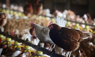 Die Geflügelpest ist eine anzeigepflichtige, hoch ansteckende Tierseuche. - dpa Die Geflügelpest ist eine anzeigepflichtige, hoch ansteckende Tierseuche. - dpa