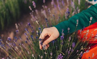 Duftender Lavendel wird im Sommer wieder bei Höxter blühen. - LGS Duftender Lavendel wird im Sommer wieder bei Höxter blühen. - LGS