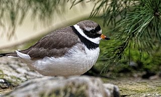 Neu im Tierpark Olderdissen: der Sandregenpfeifer. - Steve McAlpine Neu im Tierpark Olderdissen: der Sandregenpfeifer. - Steve McAlpine