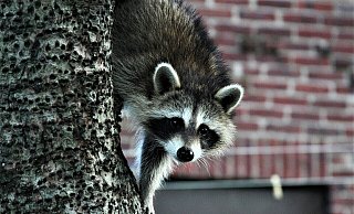Waschbären haben sich an menschliche Nähe gewöhnt – einmal im Haus, können sie große Schäden anrichten. Foto: Pixabay - Pixabay Waschbären haben sich an menschliche Nähe gewöhnt – einmal im Haus, können sie große Schäden anrichten. Foto: Pixabay - Pixabay