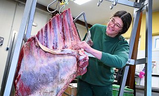 Ein Stück vom Rind für die Wölfe: Tierpflegerin Andrea Günnemann sägt den Raubtieren ihr Futter zurecht. - Barbara Franke Ein Stück vom Rind für die Wölfe: Tierpflegerin Andrea Günnemann sägt den Raubtieren ihr Futter zurecht. - Barbara Franke