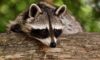 Waschbären sind keine Kleintiere wie Hunde und Katzen, sagt der Kreis Höxter. - Pixabay Waschbären sind keine Kleintiere wie Hunde und Katzen, sagt der Kreis Höxter. - Pixabay