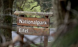 In der Eifel ist der Nationalpark schon keine Vision mehr. Und hat dort für Natur, Mensch und Wirtschaft positive Konsequenzen, ist Hans Jürgen Wessels überzeugt. - Oliver Berg/dpa In der Eifel ist der Nationalpark schon keine Vision mehr. Und hat dort für Natur, Mensch und Wirtschaft positive Konsequenzen, ist Hans Jürgen Wessels überzeugt. - Oliver Berg/dpa
