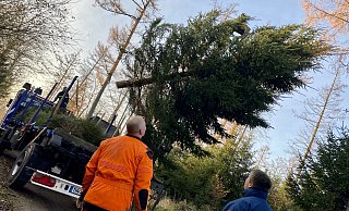 Die Fichte vor ihrer Reise nach Berlin: Helfende des THW kümmern sich um Transport und Aufbau. - Phyllis Frieling Die Fichte vor ihrer Reise nach Berlin: Helfende des THW kümmern sich um Transport und Aufbau. - Phyllis Frieling