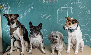 Lehrer auf vier Pfoten: Lotta (v. l.), Norbert, Lissy und Rudi. - Forscherhaus Grundschule Lehrer auf vier Pfoten: Lotta (v. l.), Norbert, Lissy und Rudi. - Forscherhaus Grundschule
