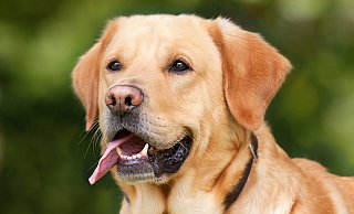 Seit Juli 2023 werden in Paderborn die Hunde gezählt. - Symbolfoto: Pixabay Seit Juli 2023 werden in Paderborn die Hunde gezählt. - Symbolfoto: Pixabay