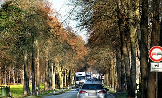 Links und rechts stehen uralte Bäume, dazwischen rollt der Verkehr. Tausende von Pendlern befahren täglich die B61 zwischen Gütersloh und Ummeln. Links und rechts stehen uralte Bäume, dazwischen rollt der Verkehr. Tausende von Pendlern befahren täglich die B61 zwischen Gütersloh und Ummeln.