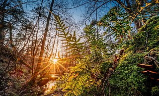 An den Emsquellen in Hövelhof wartet Natur pur auf die Besucher. - Besim Mazhiqi An den Emsquellen in Hövelhof wartet Natur pur auf die Besucher. - Besim Mazhiqi