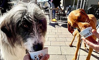 Die Hündinnen Lotti und Paula genießen ihr Hundeeis beim Valentina Eiscafé in Salzkotten. - Carola Drabon Die Hündinnen Lotti und Paula genießen ihr Hundeeis beim Valentina Eiscafé in Salzkotten. - Carola Drabon
