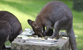 Das Benett-Känguru liebt Salat, eines der Tiere trägt Nachwuchs im schützenden Beutel. - Susanne Blersch Das Benett-Känguru liebt Salat, eines der Tiere trägt Nachwuchs im schützenden Beutel. - Susanne Blersch