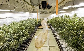 Vollautomatisiert wurde die Marihuana-Plantage mit Licht, Wasser und Dünger versorgt. So sah es im Inneren der Halle aus. - Polizei Vollautomatisiert wurde die Marihuana-Plantage mit Licht, Wasser und Dünger versorgt. So sah es im Inneren der Halle aus. - Polizei