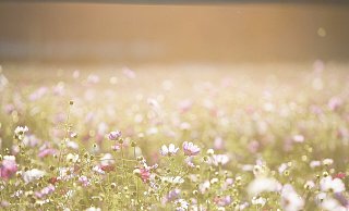 Bei frühsommerlichen Temperaturen sollte man am besten den Sonntag für Ausflüge wählen. - Pixabay/Lee_seonghak Bei frühsommerlichen Temperaturen sollte man am besten den Sonntag für Ausflüge wählen. - Pixabay/Lee_seonghak