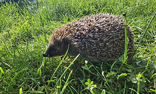 Igelmädchen Joy hat ihre Verletzungen überstanden und kann ausgewildert werden. - Igelhilfe Regina Bäumer/ Mark Groundwater Igelmädchen Joy hat ihre Verletzungen überstanden und kann ausgewildert werden. - Igelhilfe Regina Bäumer/ Mark Groundwater