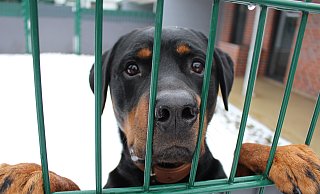 Rottweiler Loki ist einer von gut 30 Hunden im Tierheim Bielefeld. - Lukas Brekenkamp Rottweiler Loki ist einer von gut 30 Hunden im Tierheim Bielefeld. - Lukas Brekenkamp