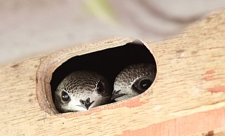 Zwei Jungtiere schauen schon mal raus in Theesen. Ob sie ahnen, dass sie bald fast nur noch eines tun: Fliegen? - Holger Bekel-Kastrup Zwei Jungtiere schauen schon mal raus in Theesen. Ob sie ahnen, dass sie bald fast nur noch eines tun: Fliegen? - Holger Bekel-Kastrup