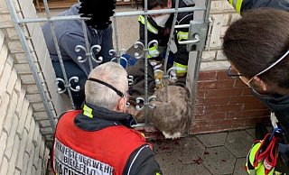 Das Tier hat sich so unglücklich verkeilt, dass es sich nicht selbst befreien kann. - Privat Das Tier hat sich so unglücklich verkeilt, dass es sich nicht selbst befreien kann. - Privat