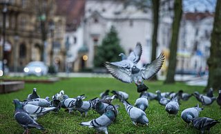 Der Schwarm, der längst teilweise mehr als 100 Tauben umfasst, sollte in Gänze kontrollierbar werden - und so vom Jahnplatz wegmanövriert werden können. - Sarah Jonek Der Schwarm, der längst teilweise mehr als 100 Tauben umfasst, sollte in Gänze kontrollierbar werden - und so vom Jahnplatz wegmanövriert werden können. - Sarah Jonek