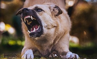 Ein Hund hat in Siele ein Reh gerissen. Er war nicht angeleint. - Pixabay Ein Hund hat in Siele ein Reh gerissen. Er war nicht angeleint. - Pixabay