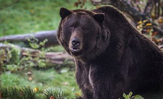 Braunbär Max aus dem Tierpark Olderdissen bleibt alleine. - Sarah Jonek Braunbär Max aus dem Tierpark Olderdissen bleibt alleine. - Sarah Jonek