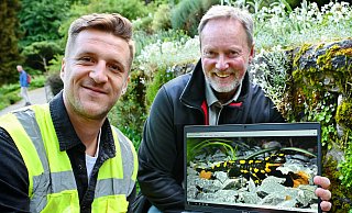 Max Mühlenhaupt (Doktorand der Fakultät für Biologie, Universität Bielefeld) und Rüdiger Ahrend (Leiter des Botanischen Gartens, Umweltbetrieb der Stadt Bielefeld) zeigen einen Feuersalamander an einer Trockenmauer im Botanischen Garten. Dort halten die Tiere nach Einbruch der Dunkelheit oft auf. - Barbara Franke Max Mühlenhaupt (Doktorand der Fakultät für Biologie, Universität Bielefeld) und Rüdiger Ahrend (Leiter des Botanischen Gartens, Umweltbetrieb der Stadt Bielefeld) zeigen einen Feuersalamander an einer Trockenmauer im Botanischen Garten. Dort halten die Tiere nach Einbruch der Dunkelheit oft auf. - Barbara Franke