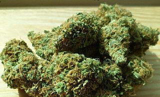 Der junge Mann hatte offenbar während der Fahrt Cannabis konsumiert. - Pixabay (Symbolfoto) Der junge Mann hatte offenbar während der Fahrt Cannabis konsumiert. - Pixabay (Symbolfoto)