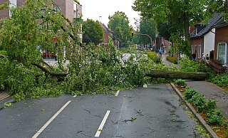 Durch den Sturm können Bäume umstürzen, Äste abbrechen oder Teile von Baugerüsten umherfliegen. Baustellenschilder können umkippen. - Symbolbild: Pixabay Durch den Sturm können Bäume umstürzen, Äste abbrechen oder Teile von Baugerüsten umherfliegen. Baustellenschilder können umkippen. - Symbolbild: Pixabay