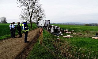 Feuerwehr und Polizei sind im Einsatz, nachdem bei Vörden ein Tiertransport umkippte. - Moritz Räker Feuerwehr und Polizei sind im Einsatz, nachdem bei Vörden ein Tiertransport umkippte. - Moritz Räker