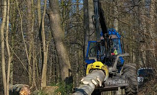 Und tschüss: Wieder ist eine sehr alte, totkranke Buche gefallen und wird aus dem Wald herausgezogen. - Foto: Andreas Zobe/NW Und tschüss: Wieder ist eine sehr alte, totkranke Buche gefallen und wird aus dem Wald herausgezogen. - Foto: Andreas Zobe/NW