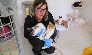 Ein kompletter Wurf Maine-Coone-Katzen ist im Tierheim gelandet. Die Kitten waren, als sie ausgesetzt wurden in einem schlechten gesundheitlichen Zustand, weiß Tierheimmitarbeiterin Kristin Bleibohm. - Nicole Bliesener Ein kompletter Wurf Maine-Coone-Katzen ist im Tierheim gelandet. Die Kitten waren, als sie ausgesetzt wurden in einem schlechten gesundheitlichen Zustand, weiß Tierheimmitarbeiterin Kristin Bleibohm. - Nicole Bliesener