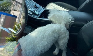 Der Hund konnte gerettet werden. - Feuerwehr Plettenberg Der Hund konnte gerettet werden. - Feuerwehr Plettenberg