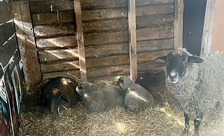 Das Fell der Tiere ist zum Teil stark verbrannt, fast schwarz. Das neun Wochen alte Lämmchen Lemmy, das Adrian Idzan mit der Flasche aufgezogen hat (3. v. l.), konnte sich zum Glück retten. - Charlotte Mahncke Das Fell der Tiere ist zum Teil stark verbrannt, fast schwarz. Das neun Wochen alte Lämmchen Lemmy, das Adrian Idzan mit der Flasche aufgezogen hat (3. v. l.), konnte sich zum Glück retten. - Charlotte Mahncke