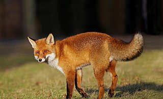 Ein mit Staupe infizierter Fuchs kann das Virus auf den Hund übertragen. - Pixabay Ein mit Staupe infizierter Fuchs kann das Virus auf den Hund übertragen. - Pixabay
