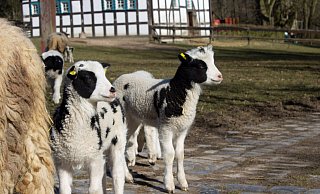 Keck schauen die jüngsten Tierparkbewohner die Besucher an. - Stadt Bielefeld Keck schauen die jüngsten Tierparkbewohner die Besucher an. - Stadt Bielefeld