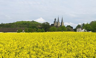 Blühender Raps am Wegesrand. - Silke Buhrmester Blühender Raps am Wegesrand. - Silke Buhrmester