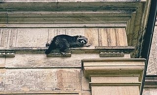 Der sichtlich verängstigte Waschbär war schwer zu retten. - Marco Schweiger/Feuerwehr Detmold Der sichtlich verängstigte Waschbär war schwer zu retten. - Marco Schweiger/Feuerwehr Detmold