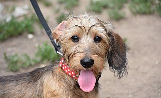 Hunde sollen an die Leine – das schützt viele Wildtiere und sie auch vor Giftködern. - Pixabay Hunde sollen an die Leine – das schützt viele Wildtiere und sie auch vor Giftködern. - Pixabay
