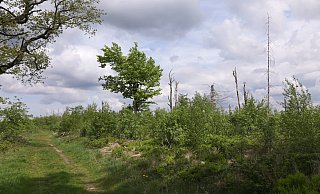 Wird die Egge der zweite Nationalpark in Nordrhein-Westfalen? - Jens Reddeker Wird die Egge der zweite Nationalpark in Nordrhein-Westfalen? - Jens Reddeker
