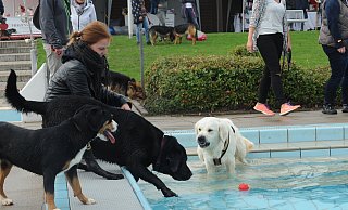Das Hundeschwimmen im Freibad Gehlenbeck genießen die Vierbeiner. Vor dem Spaß steht allerdings die Pflicht, sie anzumelden. - Joern Spreen-Ledebur Das Hundeschwimmen im Freibad Gehlenbeck genießen die Vierbeiner. Vor dem Spaß steht allerdings die Pflicht, sie anzumelden. - Joern Spreen-Ledebur