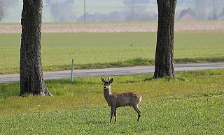 Das Reh landete bei dem Unfall auf der Windschutzscheibe. - Symbolbild/Pixabay Das Reh landete bei dem Unfall auf der Windschutzscheibe. - Symbolbild/Pixabay