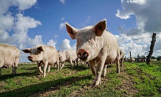 Die Landwirte wollen, dass Schweinehaltung auch in Zukunft in Deutschland möglich und rentabel ist. - picture alliance / Countrypixel Die Landwirte wollen, dass Schweinehaltung auch in Zukunft in Deutschland möglich und rentabel ist. - picture alliance / Countrypixel