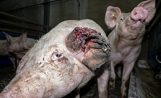 Der Verein "Deutsches Tierschutzbüro" hat Tierquälerei bei einem Schweinemastbetrieb, der auch Tönnies beliefert hat, öffentlich gemacht. - Deutsches Tierschutzbüro e.V. Der Verein "Deutsches Tierschutzbüro" hat Tierquälerei bei einem Schweinemastbetrieb, der auch Tönnies beliefert hat, öffentlich gemacht. - Deutsches Tierschutzbüro e.V.