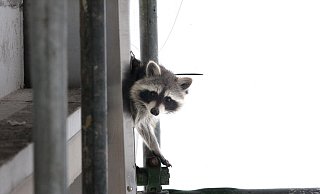 Zu Gast mitten in der Stadt, der vermeintlich putzige Waschbär. Doch er ist ein Einwanderer, der der heimischen Natur nicht gut tut. - Alexandra Buck Zu Gast mitten in der Stadt, der vermeintlich putzige Waschbär. Doch er ist ein Einwanderer, der der heimischen Natur nicht gut tut. - Alexandra Buck