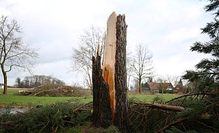 Eine Anwohnerin stand gerade am Fenster und staunte über die Größe der Hagelkörner, als die Sturmböe die 40 Jahre alten Tannen vor ihrem Haus erfasste und eine von ihnen anhob, bevor ihr Stamm nachgab. - Ilka Gülker Eine Anwohnerin stand gerade am Fenster und staunte über die Größe der Hagelkörner, als die Sturmböe die 40 Jahre alten Tannen vor ihrem Haus erfasste und eine von ihnen anhob, bevor ihr Stamm nachgab. - Ilka Gülker