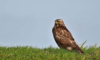 Der Bussard konnte durch die Polizisten an eine Auffangstation übergeben werden. - (Symbolbild) Pixabay Der Bussard konnte durch die Polizisten an eine Auffangstation übergeben werden. - (Symbolbild) Pixabay
