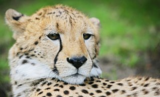 Sechs Geparden leben im Safariland. Obwohl sie Katzen sind, können sich kaum klettern. - Sarah Jonek Sechs Geparden leben im Safariland. Obwohl sie Katzen sind, können sich kaum klettern. - Sarah Jonek