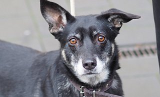 Tiere werden in der Ukraine von Geflüchteten teilweise zurückgelassen. Gleichzeitig sind die Tierheime unterbesetzt. - Phyllis Frieling Tiere werden in der Ukraine von Geflüchteten teilweise zurückgelassen. Gleichzeitig sind die Tierheime unterbesetzt. - Phyllis Frieling